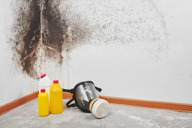 Crawl Space Mold Removal in Lindale, TX