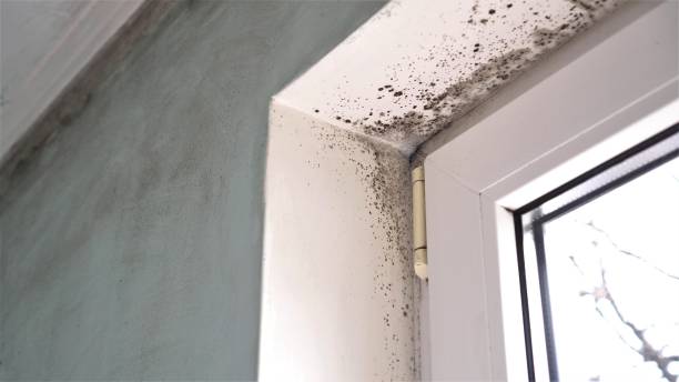Best Attic Mold Removal  in Lindale, TX