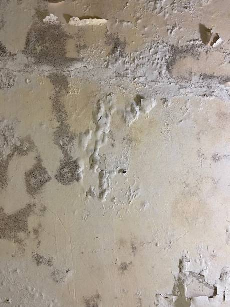 Best Mold Removal Company Near Me  in Lindale, TX