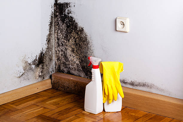 Best Commercial Mold Removal  in Lindale, TX