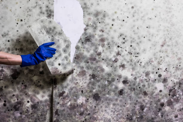 Best Certified Mold Removal  in Lindale, TX